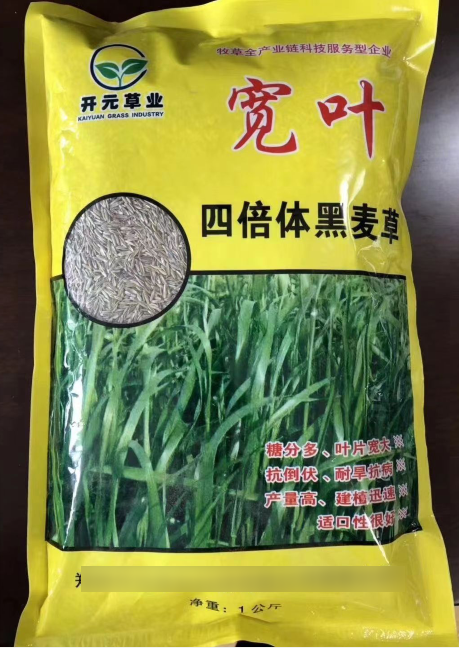 寬葉一年生四倍體黑麥草--耐低溫生長，秋冬非常優質的牧草